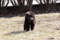 Grizzly, a male Pomeranian for sale in Grayslake, IL – Photo 4 of 6