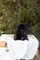 Grizzly, a male Pomeranian for sale in Grayslake, IL – Photo 1 of 6