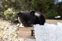 Shadow, a male Pomeranian for sale in Grayslake, IL – Photo 5 of 6