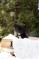 Shadow, a male Pomeranian for sale in Grayslake, IL – Photo 4 of 6