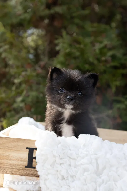 Shadow, a male Pomeranian for sale in Grayslake, IL – Photo 1 of 6