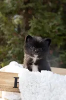 Shadow, a male Pomeranian for sale in Grayslake, IL – Photo 1 of 6