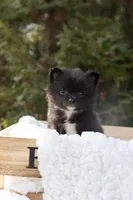 Shadow, a male Pomeranian for sale in Grayslake, IL – Photo 2 of 6