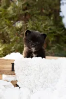 Shadow, a male Pomeranian for sale in Grayslake, IL – Photo 3 of 6