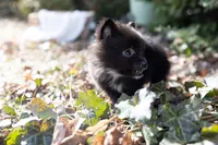 Shadow, a male Pomeranian for sale in Grayslake, IL – Photo 6 of 6