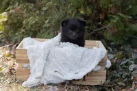 Chip, a male Pomeranian for sale in Grayslake, IL – Photo 2 of 5