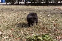 Chip, a male Pomeranian for sale in Grayslake, IL – Photo 5 of 5