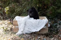 Chip, a male Pomeranian for sale in Grayslake, IL – Photo 1 of 5