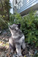 Iris, a female Siberian Husky for sale in Grayslake, IL – Photo 2 of 10