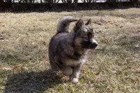 Iris, a female Siberian Husky for sale in Grayslake, IL – Photo 6 of 10