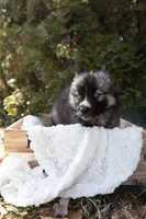 Iris, a female Siberian Husky for sale in Grayslake, IL – Photo 4 of 10