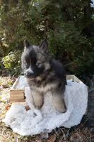 Iris, a female Siberian Husky for sale in Grayslake, IL – Photo 1 of 10