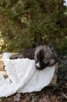 Iris, a female Siberian Husky for sale in Grayslake, IL – Photo 9 of 10