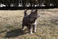 Iris, a female Siberian Husky for sale in Grayslake, IL – Photo 8 of 10