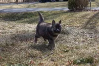 Iris, a female Siberian Husky for sale in Grayslake, IL – Photo 7 of 10