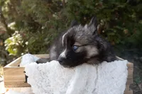 Iris, a female Siberian Husky for sale in Grayslake, IL – Photo 3 of 10