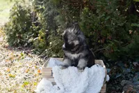 Iris, a female Siberian Husky for sale in Grayslake, IL – Photo 10 of 10