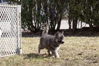 Iris, a female Siberian Husky for sale in Grayslake, IL – Photo 5 of 10