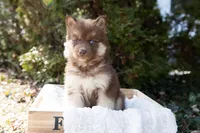 Sunny, a female Siberian Husky for sale in Grayslake, IL – Photo 3 of 8