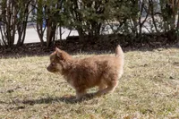 Sunny, a female Siberian Husky for sale in Grayslake, IL – Photo 5 of 8