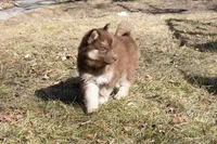 Sunny, a female Siberian Husky for sale in Grayslake, IL – Photo 6 of 8