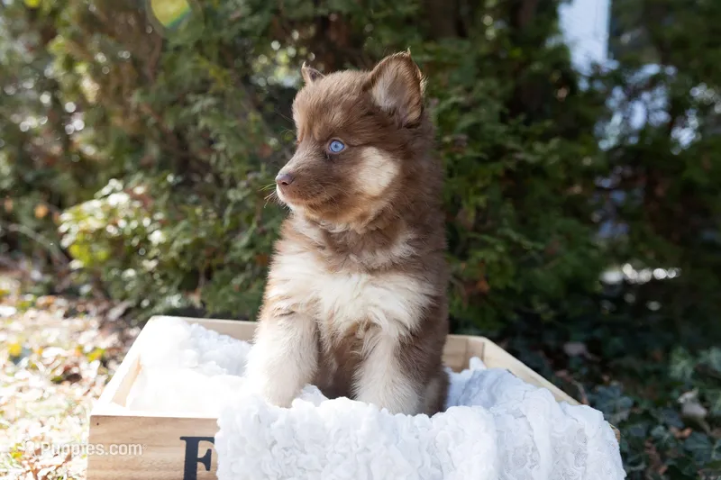 Sunny, a female Siberian Husky for sale in Grayslake, IL – Photo 1 of 8