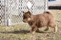 Sunny, a female Siberian Husky for sale in Grayslake, IL – Photo 8 of 8