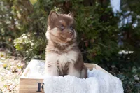 Sunny, a female Siberian Husky for sale in Grayslake, IL – Photo 4 of 8