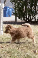 Sunny, a female Siberian Husky for sale in Grayslake, IL – Photo 7 of 8