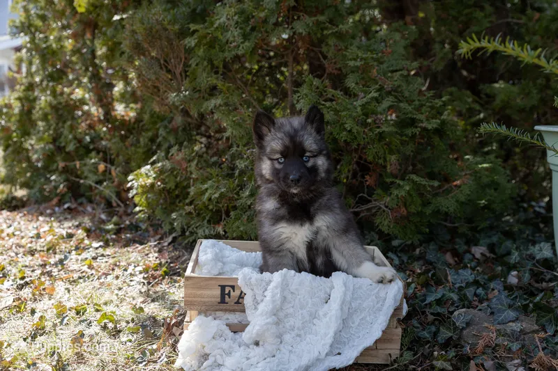 Pepper, a female Siberian Husky for sale in Grayslake, IL – Photo 1 of 10