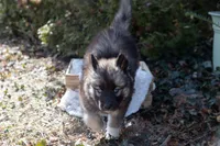 Pepper, a female Siberian Husky for sale in Grayslake, IL – Photo 4 of 10