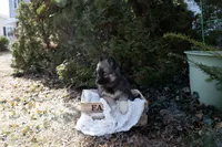 Pepper, a female Siberian Husky for sale in Grayslake, IL – Photo 5 of 10