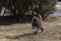 Pepper, a female Siberian Husky for sale in Grayslake, IL – Photo 2 of 10