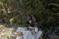 Pepper, a female Siberian Husky for sale in Grayslake, IL – Photo 8 of 10