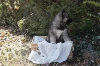 Pepper, a female Siberian Husky for sale in Grayslake, IL – Photo 6 of 10