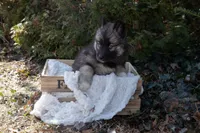 Pepper, a female Siberian Husky for sale in Grayslake, IL – Photo 7 of 10