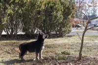 Dusk, a female Siberian Husky for sale in Grayslake, IL – Photo 8 of 10