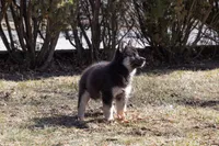 Dusk, a female Siberian Husky for sale in Grayslake, IL – Photo 6 of 10