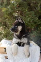 Dusk, a female Siberian Husky for sale in Grayslake, IL – Photo 2 of 10