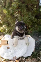 Dusk, a female Siberian Husky for sale in Grayslake, IL – Photo 4 of 10