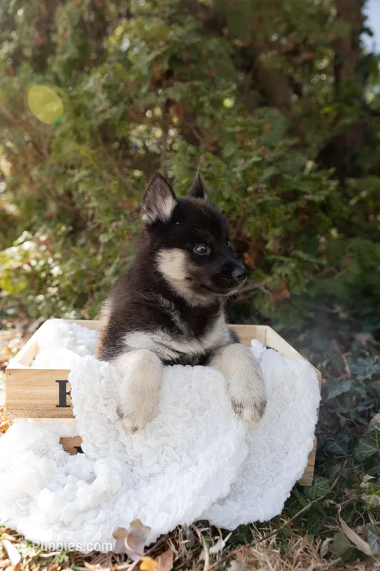 Dusk, a female Siberian Husky for sale in Grayslake, IL – Photo 1 of 10