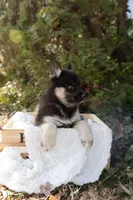 Dusk, a female Siberian Husky for sale in Grayslake, IL – Photo 1 of 10