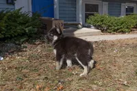 Dusk, a female Siberian Husky for sale in Grayslake, IL – Photo 10 of 10