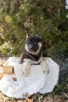 Dusk, a female Siberian Husky for sale in Grayslake, IL – Photo 3 of 10