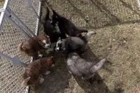 Bear, a male Siberian Husky for sale in Grayslake, IL – Photo 9 of 9