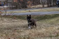 Bear, a male Siberian Husky for sale in Grayslake, IL – Photo 3 of 9