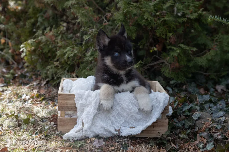 Bear, a male Siberian Husky for sale in Grayslake, IL – Photo 1 of 9