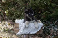 Bear, a male Siberian Husky for sale in Grayslake, IL – Photo 1 of 9