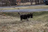 Bear, a male Siberian Husky for sale in Grayslake, IL – Photo 2 of 9