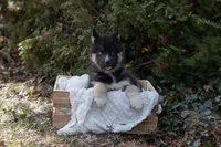 Bear, a male Siberian Husky for sale in Grayslake, IL – Photo 5 of 9